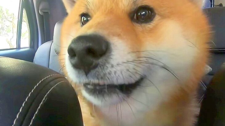 犬とのお出かけ中『渋滞』に巻き込まれた結果…まさかの『文句を言う姿』が3万回再生「めっちゃ可愛い文句」「車が止まると嫌なんだｗ」の声(ブログ)
