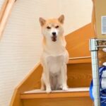 『いま起きました…』犬が寝坊してしまった結果…まさかの『申し訳なさそうな行動』が可愛すぎると73万再生「人間の子供みたいｗ」と絶賛の声(ブログ)