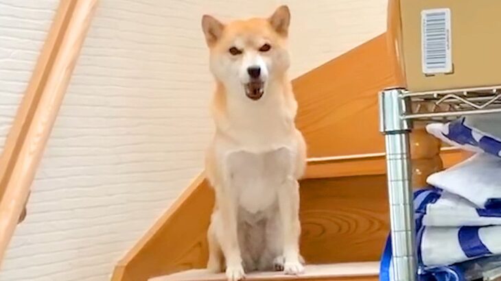 『いま起きました…』犬が寝坊してしまった結果…まさかの『申し訳なさそうな行動』が可愛すぎると73万再生「人間の子供みたいｗ」と絶賛の声(ブログ)