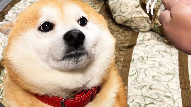 犬の横の『何もない空間』をなでなでした結果…『まさかの対応』をされる光景が101万再生「逆に試される飼い主」「奇行への対応力ｗ」と爆笑(ブログ)