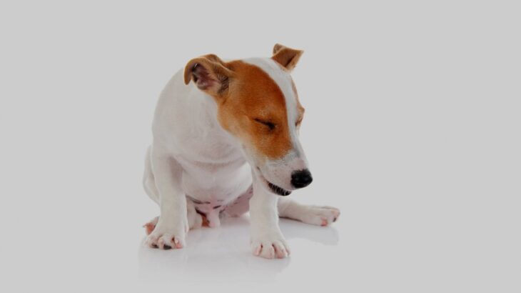 『我慢しすぎてしまう犬』の共通点４つ　苦痛に耐えているときにする仕草や行動とは？(ブログ)
