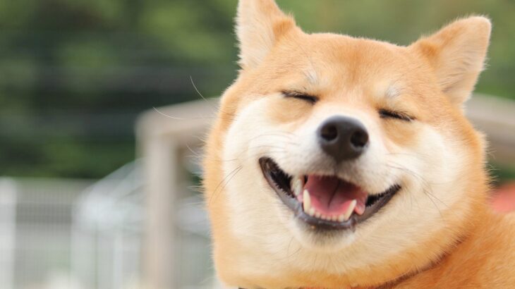 犬が無理して笑っているのを判断する方法とは？愛犬の笑顔、実は”ストレススマイル”かも？(ブログ)