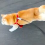 『あなた、明日で15歳ですよね！？』まさかの”若々しすぎる犬の姿”に2万9000いいね「1歳くらいの走り方で草」「ぴちぴちギャルｗ」(ブログ)