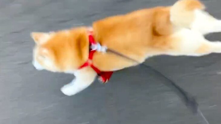 『あなた、明日で15歳ですよね！？』まさかの”若々しすぎる犬の姿”に2万9000いいね「1歳くらいの走り方で草」「ぴちぴちギャルｗ」(ブログ)