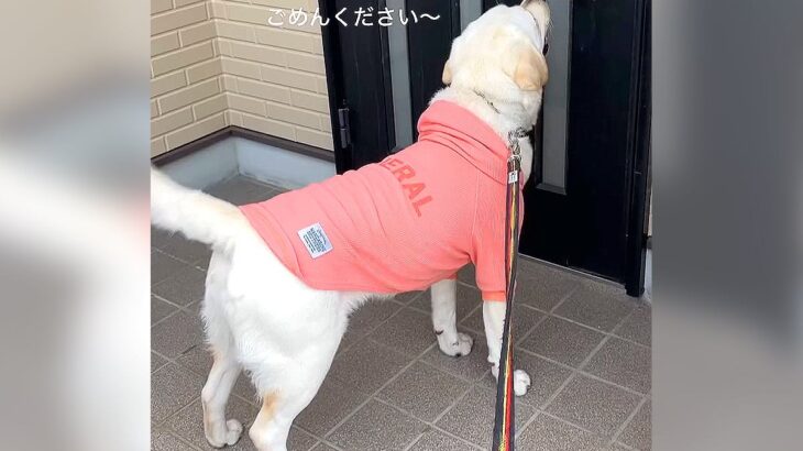 大型犬が『必ず散歩で訪問する場所』…微笑ましすぎる光景が7万再生「メンタルが強すぎるｗ」「ぜひ我が家にも来てほしい」絶賛と羨望の声(ブログ)