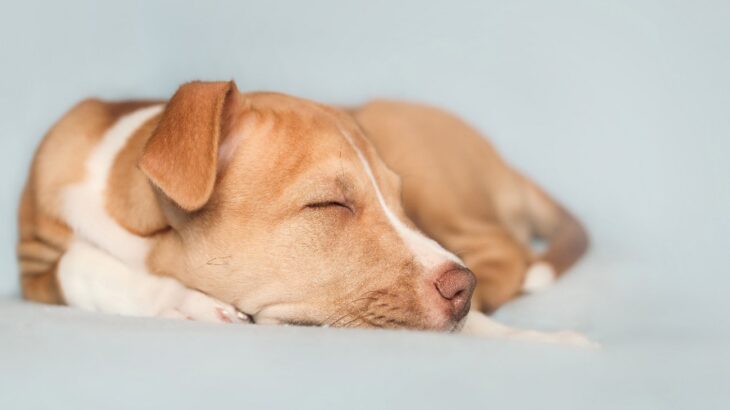 犬が熟睡できる環境づくりのポイントとは？愛犬の睡眠不足が与える悪影響まで(ブログ)
