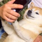 犬に『スマホ』見せてみた結果…まさかの『断固拒否』する光景に爆笑「ナイスブロック」「息ピッタリ合っててすごいｗ」と15万再生を突破(ブログ)