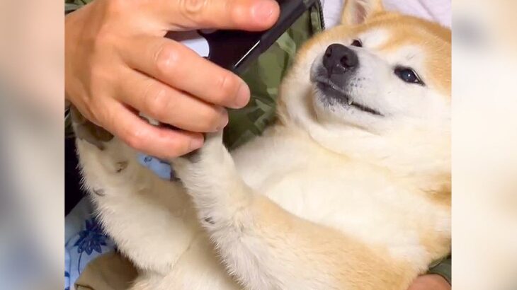犬に『スマホ』見せてみた結果…まさかの『断固拒否』する光景に爆笑「ナイスブロック」「息ピッタリ合っててすごいｗ」と15万再生を突破(ブログ)