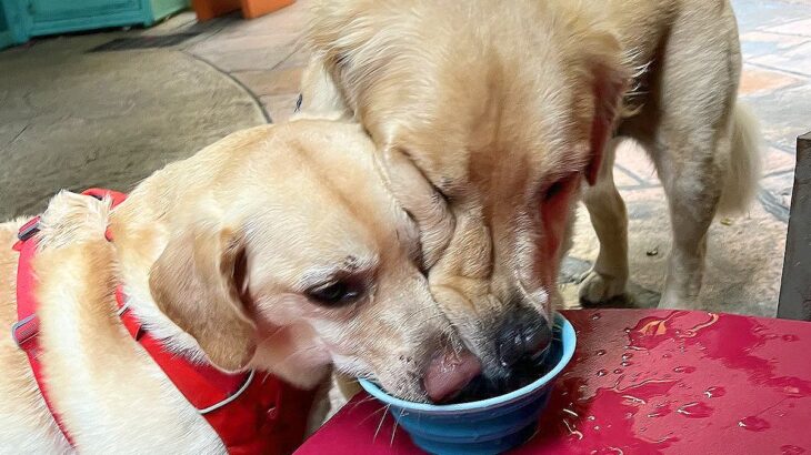 大型犬が水を飲もうとしたら…まさかの光景に2万2000いいねの反響「譲れなイーヌｗ」「一緒に飲みたいんだよね笑」賞賛の声続々(ブログ)