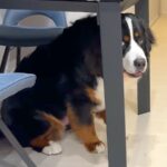 超大型犬の『イタズラ』叱った結果…まさかの『反省する姿』が可愛すぎると話題「叱れないｗ」「大きすぎて隠れてないの草」と1万3000再生(ブログ)