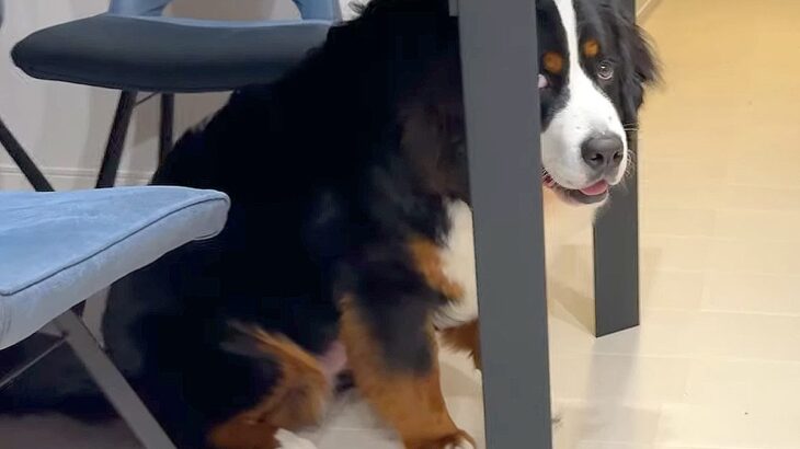 超大型犬の『イタズラ』叱った結果…まさかの『反省する姿』が可愛すぎると話題「叱れないｗ」「大きすぎて隠れてないの草」と1万3000再生(ブログ)