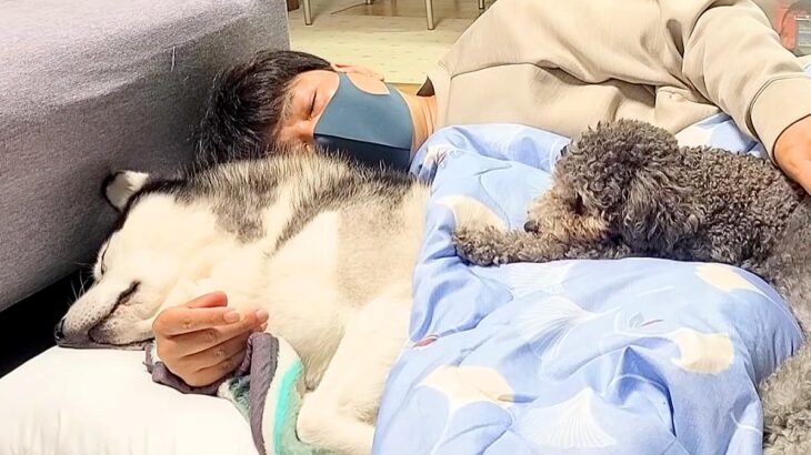 『幸せすぎるお布団』飼い主と添い寝しないと眠れない犬2匹…涙が出るくらい平和な日常が138万再生「本当に羨ましい」と羨望の声続々(ブログ)