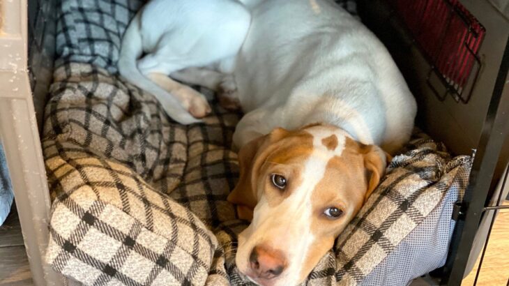 犬に『ハウス』を覚えさせるときにやってはいけないNG行為5つ　適切なトレーニング方法まで(ブログ)