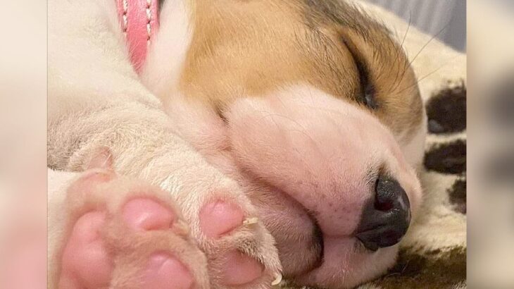 赤ちゃん犬が眠っているところを撮影してみたら…とんでもなく可愛い『肉球』に悶絶「うぉーさわりてー！」「凄まじい破壊力」と1万6000いいね(ブログ)