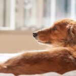 犬がシニア期に入る前にしてあげたい３つのこと　愛犬が元気なうちに思い出をたくさん作ろう(ブログ)