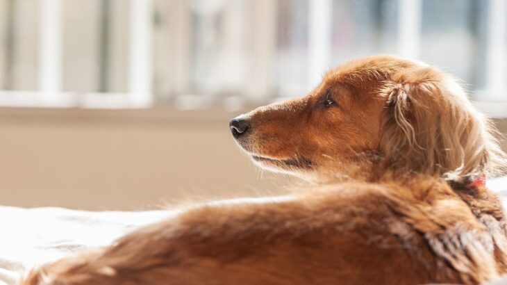 犬がシニア期に入る前にしてあげたい３つのこと　愛犬が元気なうちに思い出をたくさん作ろう(ブログ)
