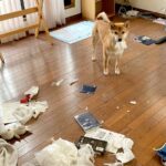 犬の待つ家に帰宅したら…まさかすぎる光景が108万表示「お気持ちお察知します」「自分用は荒らしてないの可愛い」共感といたわりの声も(ブログ)