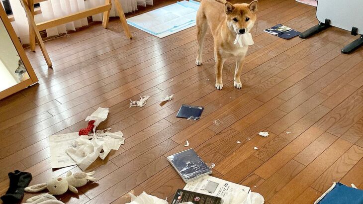 犬の待つ家に帰宅したら…まさかすぎる光景が108万表示「お気持ちお察知します」「自分用は荒らしてないの可愛い」共感といたわりの声も(ブログ)