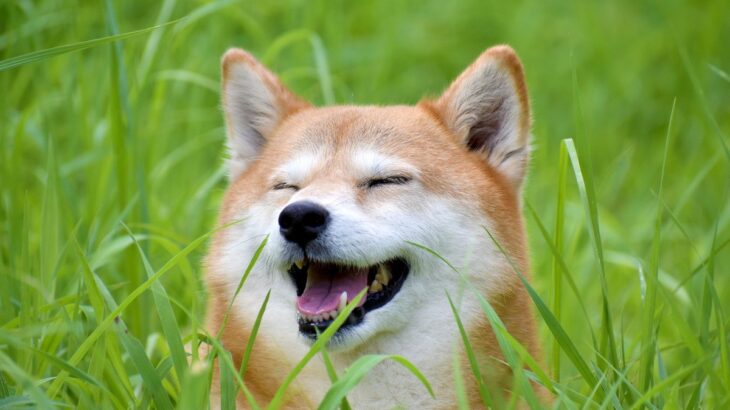 『天然な性格の犬』がみせる4つの行動　お茶目で可愛いけれど注意したい仕草まで(ブログ)