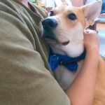 元野犬が初めて家族に抱きついたのはなぜ？…予想外の可愛い理由が23万再生「ギャップがかわいい」「安心出来る場所があるって幸せ」の声(ブログ)