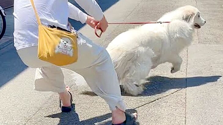 絶対に病院に入りたくない超大型犬…まるでコントな『飼い主との攻防戦』の結末が72万再生「逃げるの最高に可愛いｗ」「フェイント草」と爆笑(ブログ)