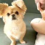 犬が『泣きだした赤ちゃん』を見た結果…まさかの『心配しまくる光景』に称賛の声「頼もしすぎる」「優しく見守る姿に感動した」と話題に(ブログ)