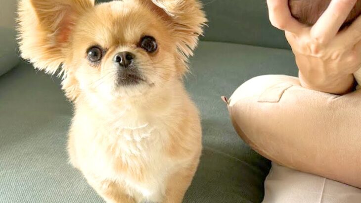 犬が『泣きだした赤ちゃん』を見た結果…まさかの『心配しまくる光景』に称賛の声「頼もしすぎる」「優しく見守る姿に感動した」と話題に(ブログ)