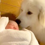 赤ちゃんの誕生を待ちわびた超大型犬…お姉ちゃんになるまでの『感動のストーリー』が64万再生「絶対分かってた」「涙止まらん」と絶賛(ブログ)