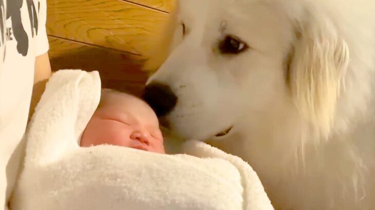 赤ちゃんの誕生を待ちわびた超大型犬…お姉ちゃんになるまでの『感動のストーリー』が64万再生「絶対分かってた」「涙止まらん」と絶賛(ブログ)