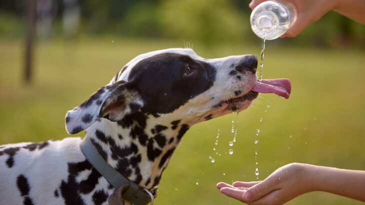 犬に絶対NGな『水の与え方』5選　間違った行為が愛犬の健康に害を及ぼすことも(ブログ)