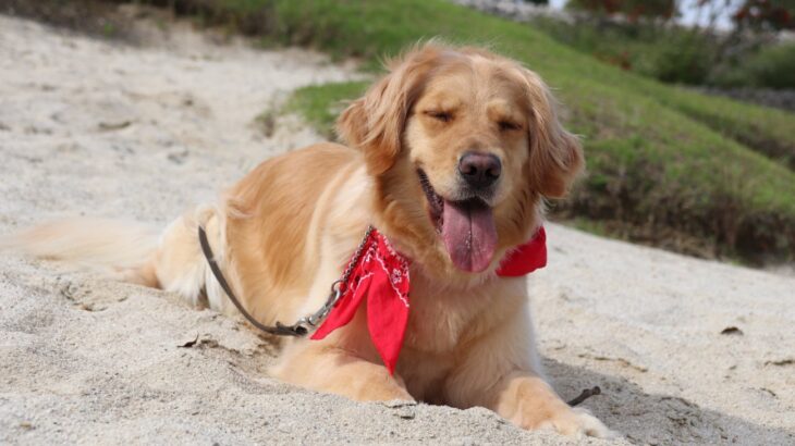 犬にしてはいけない『夏のタブー』6選…絶対にダメと言われる理由、最悪の場合死に至ることも…(ブログ)