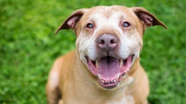 『長生きする犬』の特徴３選　今よりもっと健康寿命をのばすためにできることまで(ブログ)