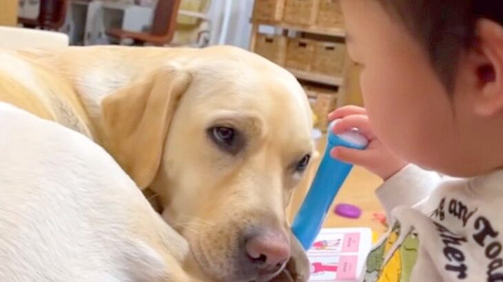 赤ちゃんに構ってほしい大型犬が取った行動…まさかの『可愛すぎる強硬手段』が47万再生「かまちょ全開ｗ」「幸せ詰まってる」と羨望の声(ブログ)