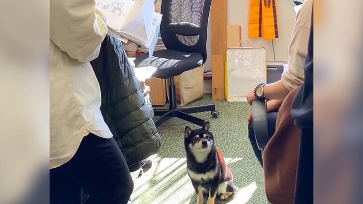 犬が『社内ミーティングに参加』した結果…可愛いすぎる会議の様子が52万再生「喜んで朝イチから参加させて頂きます！」と羨望の声続々(ブログ)
