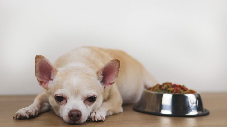 犬が急に『少食になってしまう』原因5つ　危険な症状や考えられる病気とは？(ブログ)