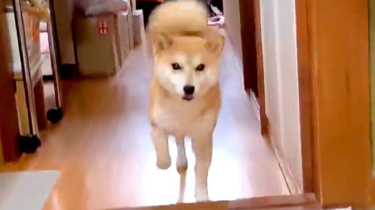 犬がお父さんと『1日ぶり』に再会した結果…いつもとの差が凄すぎると111万再生「発狂レベルの喜び方で草」「表情が可愛すぎるｗ」と絶賛(ブログ)