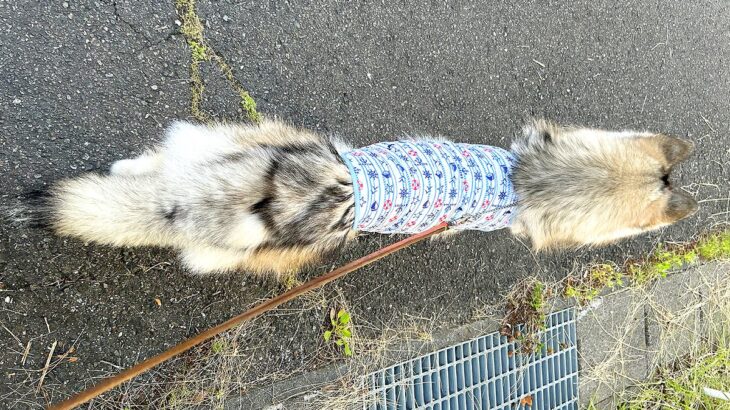 ハスキー犬『大きくなったな』と思っていたのに…まさかすぎる展開に5万いいね「未知の生物感ｗ」「着痩せするタイプ笑」爆笑の声(ブログ)