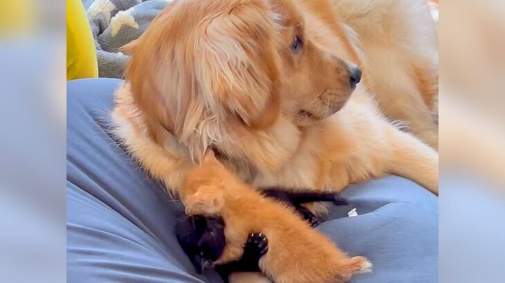 大型犬が『2匹の赤ちゃん猫』と暮らした結果…まるで我が子のような『子育ての様子』が5万再生「優しすぎてほっこり」「可愛すぎる」と絶賛(ブログ)