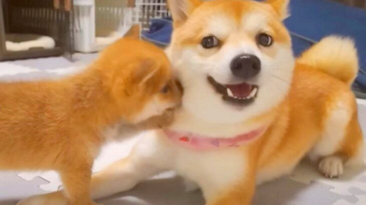 赤ちゃん犬がお姉ちゃんに『初めて怒られた』結果…しょんぼりしてしまう姿が可愛すぎると11万再生「愛の鞭」「成長が楽しみ」賞賛の声(ブログ)