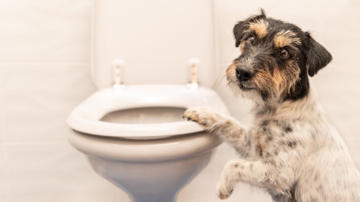 犬がする『うんち・おしっこ』で体調を見極めるコツとは？健康的な排泄物の特徴まで(ブログ)