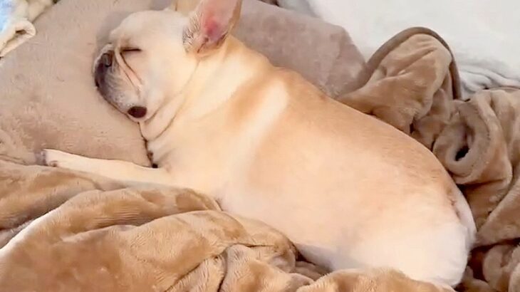 犬にバレないよう『静かに帰宅』してみた結果…セキュリティが甘すぎる光景に49万再生の反響「時差に笑ったｗ」「反応が可愛い」と絶賛の声(ブログ)