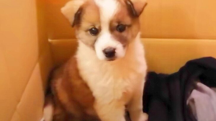 雨に濡れた『赤ちゃん犬』を保護した結果…子どもたちの『まさかの対応』に感動の声「なんて素敵な声がけなの…」「泣ける」と24万再生(ブログ)