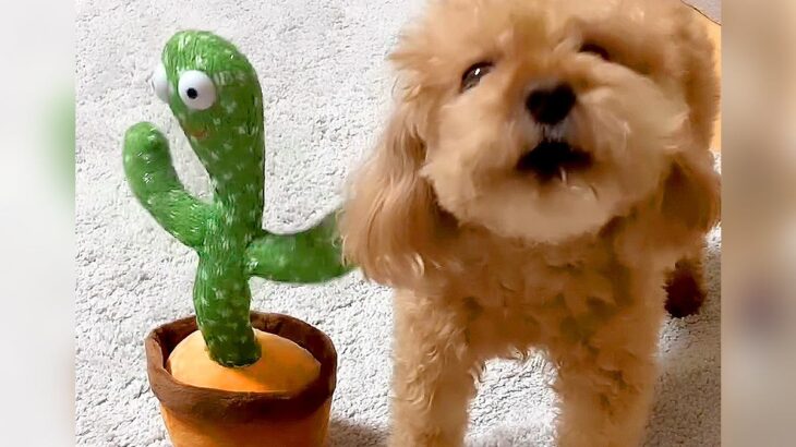犬の隣に『声真似するおもちゃ』を置いた結果…まさかの『遠吠えバトル』に発展する光景が22万再生「両者互角の対決ｗ」「エンドレスで草」(ブログ)