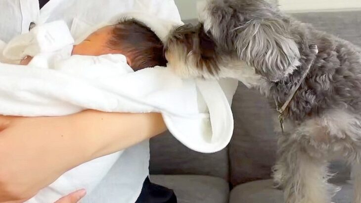 子供嫌いな犬の家に『赤ちゃんが産まれた』結果…初対面の様子が微笑ましすぎると1万7000再生「ヤキモチ焼いてる？」「成長が楽しみ」の声(ブログ)