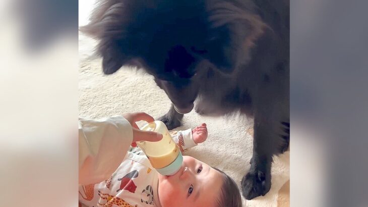 赤ちゃんがミルクを飲んでいたら犬が…『一生懸命に覗き込む姿』が可愛すぎると5万再生の反響「赤ちゃん目線が見てみたいｗ」と絶賛(ブログ)
