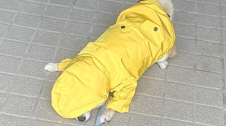 雨の日、犬にカッパを着せた結果…まさかの『絶対散歩に行きたくない』と抵抗する姿が108万表示「人間の子供かとｗ」「可愛すぎる」の声(ブログ)