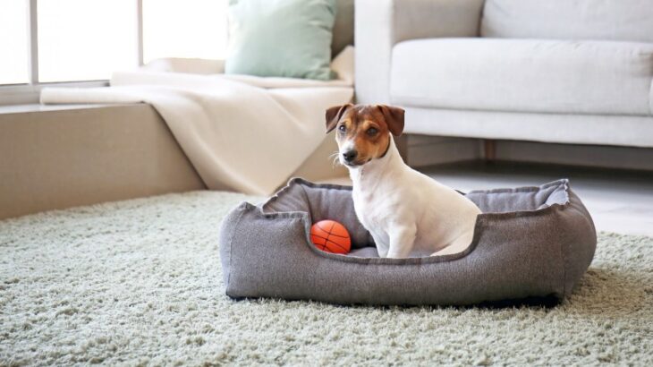 犬が『新しいものを嫌がる』心理4選　ベッドやおもちゃを使ってくれないときの対処法とは(ブログ)