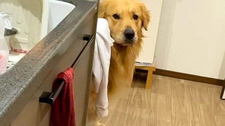 大型犬が『家族に怒られた』結果…まさかの『ご機嫌を伺う様子』が可愛すぎると152万再生「気まずそうで草」「愛想笑いしてるｗ」と爆笑(ブログ)