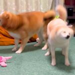 柴犬兄妹を撮影していたら…まさかの『シンクロ柴ドリル』を披露する様子が27万再生「始まりも終わりもピッタリ」「タイミング完璧すぎる」(ブログ)