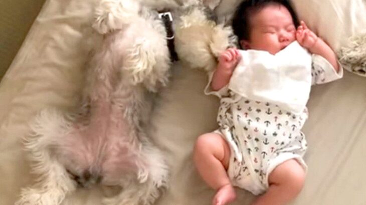 『人間の赤ちゃん』が気になって仕方ない犬…一生懸命な『尊すぎる行動』が7万3000再生「面倒見てるの素敵」「寄り添うの可愛い」と賞賛(ブログ)